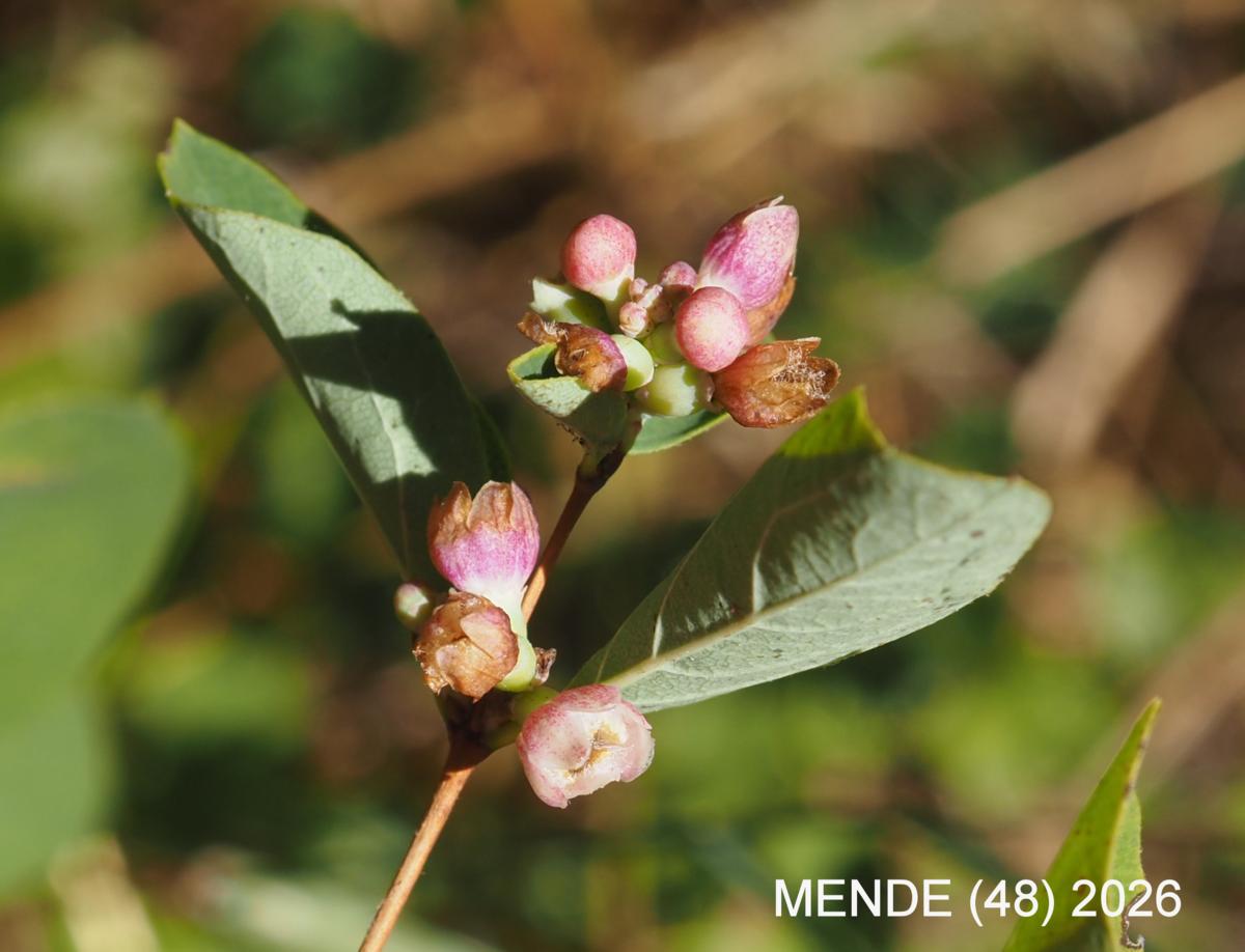 Snowberry flower